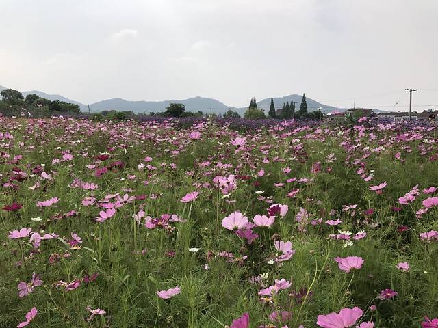 长田漾湿地公园