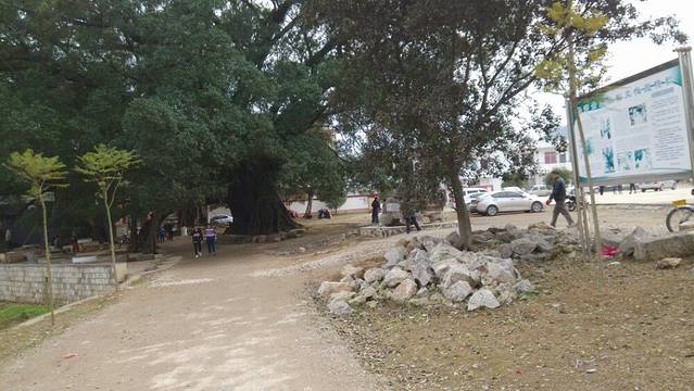 榕津千年古榕群