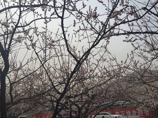 石家庄樱花广场