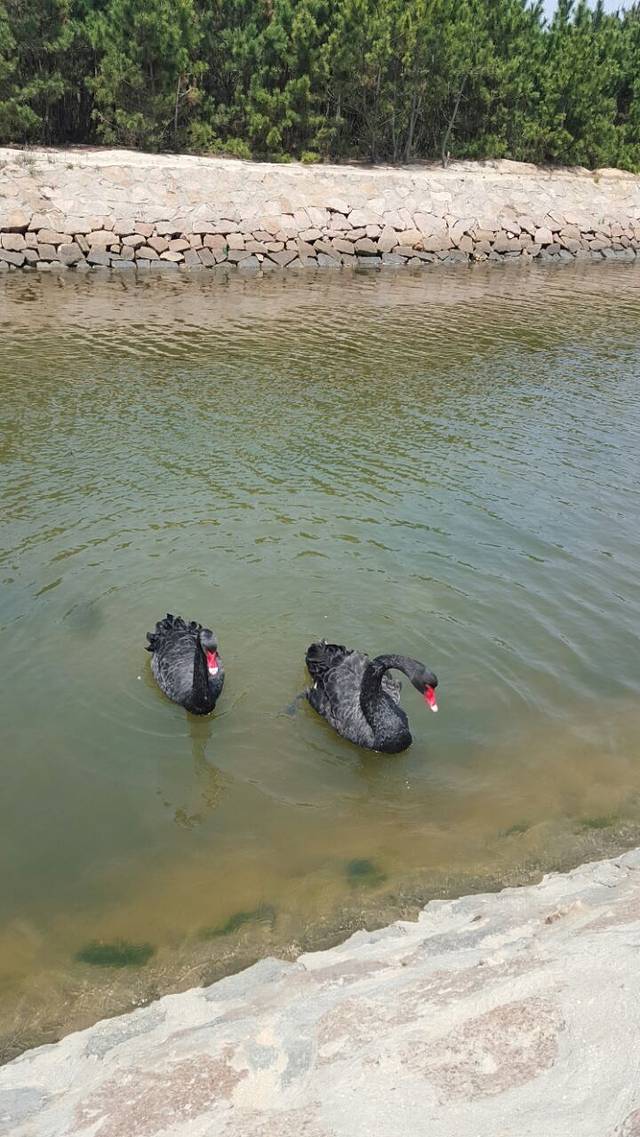 天鹅湖亲海游乐园
