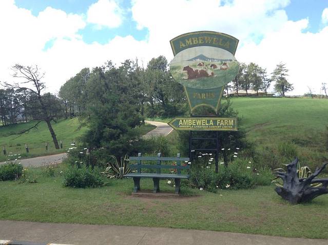 Ambewela农场