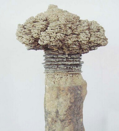 龙川盆景艺苑(雅典娜路)