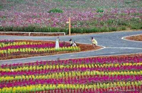 神仙湖花海