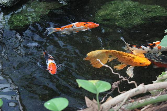 维多利亚蝴蝶园