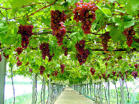 千里葡萄长廊