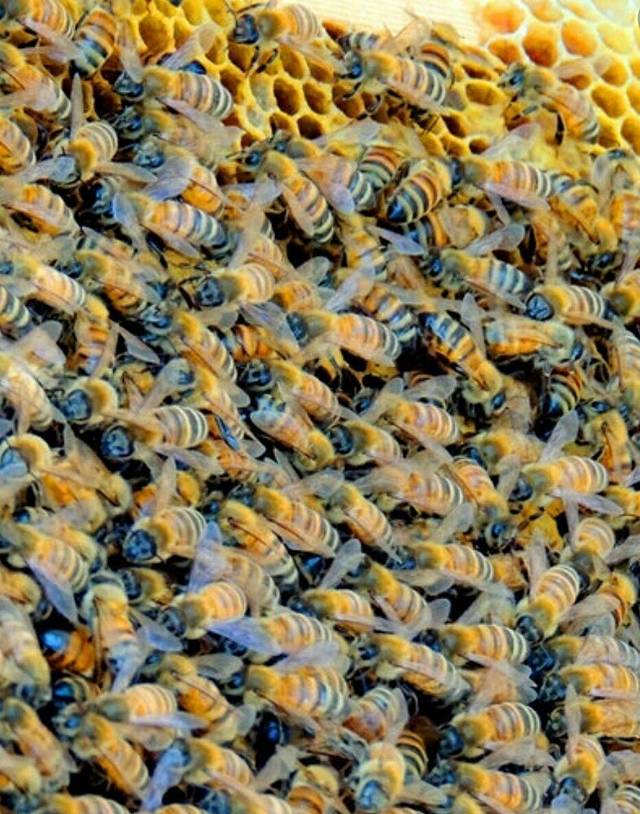 何文当-清境养蜂场