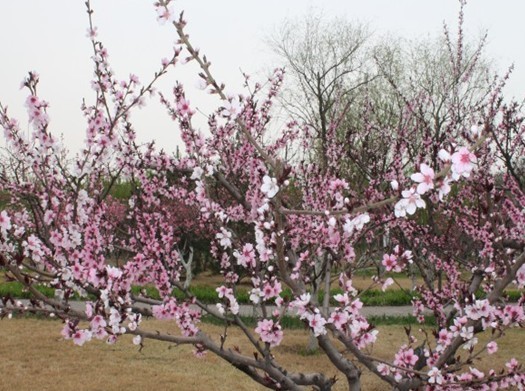唐山南湖旅游景区-植物园
