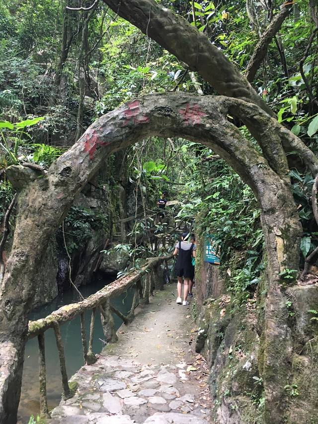 安溪桫椤谷风景区