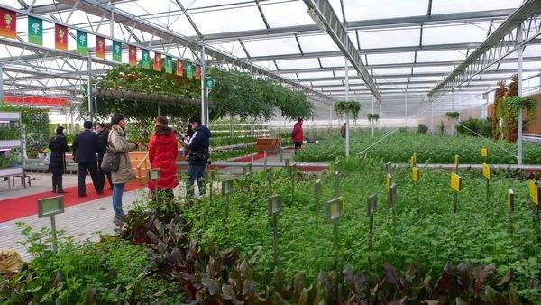 中国芹菜博物馆