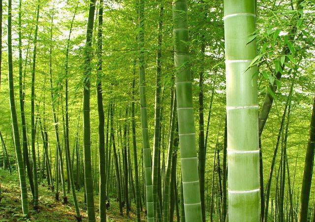 虎爪山国家森林公园