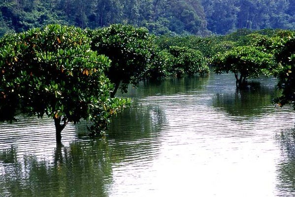 山口红树林