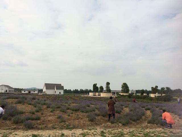 嵖岈山温泉小镇薰衣草文化园