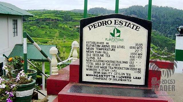 佩德罗茶庄