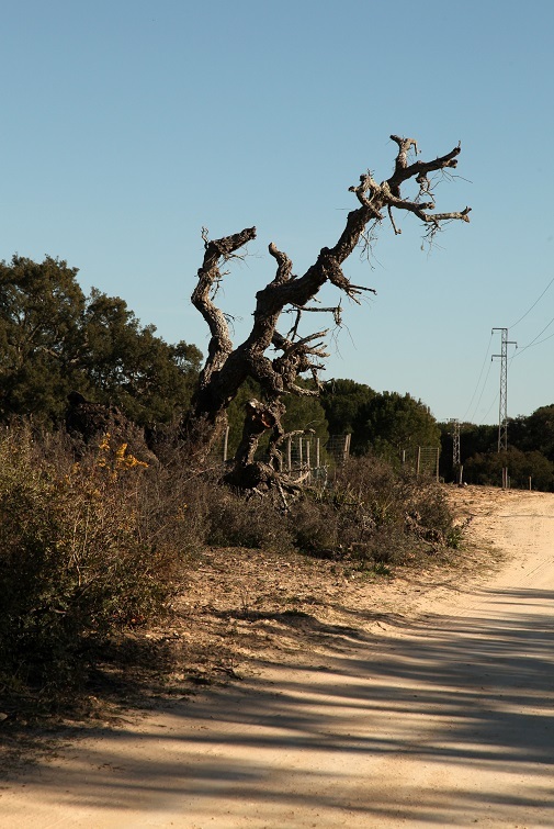 多尼亚纳国家公园