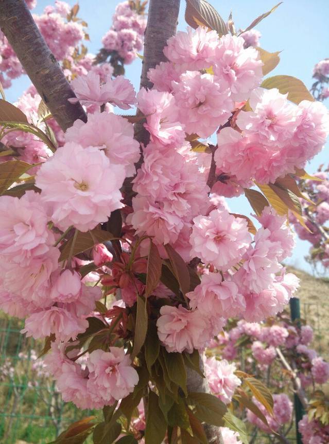 玉泉山城郊森林公园