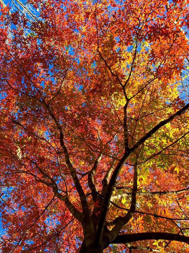 寒葱岭枫叶红色旅游观光休闲区