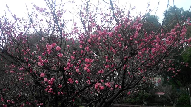 肇庆城东公园-游乐场