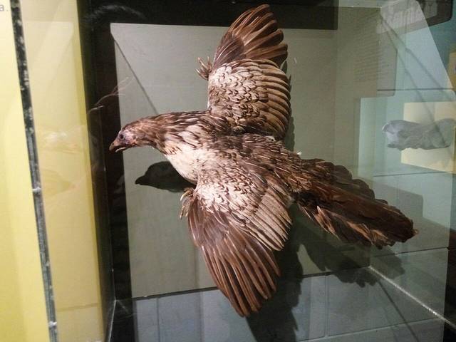 曼尼托巴博物馆