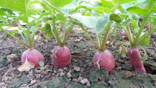 天津市宏宇蔬菜种植专业合作社