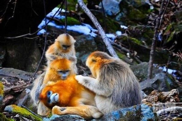 白河金丝猴自然保护区