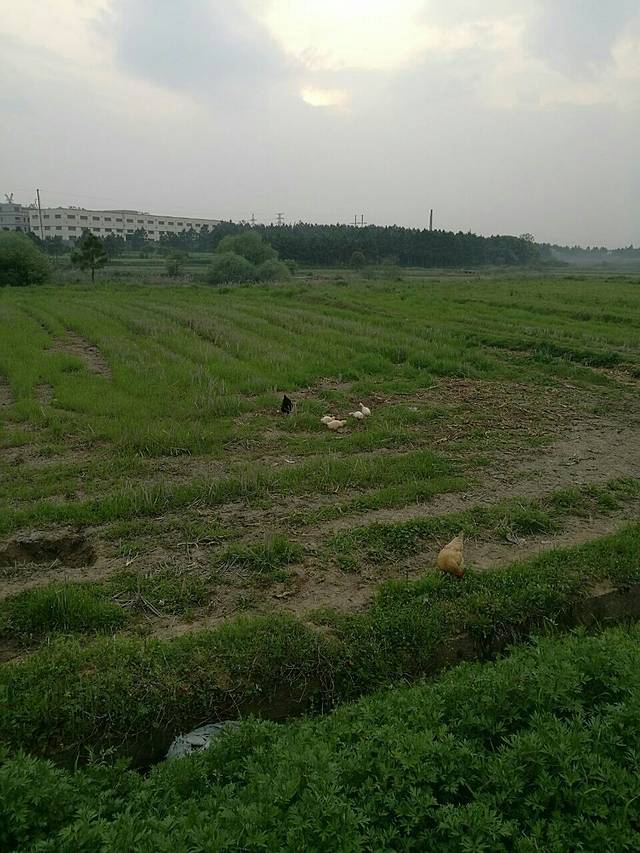 傅家边现代农业生态园