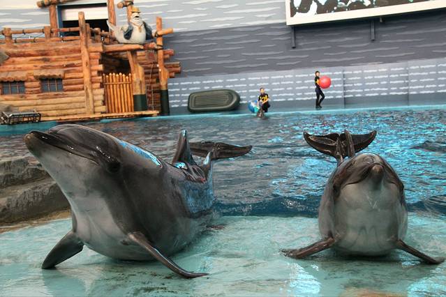 【大连】老虎滩海洋公园鲸豚表演