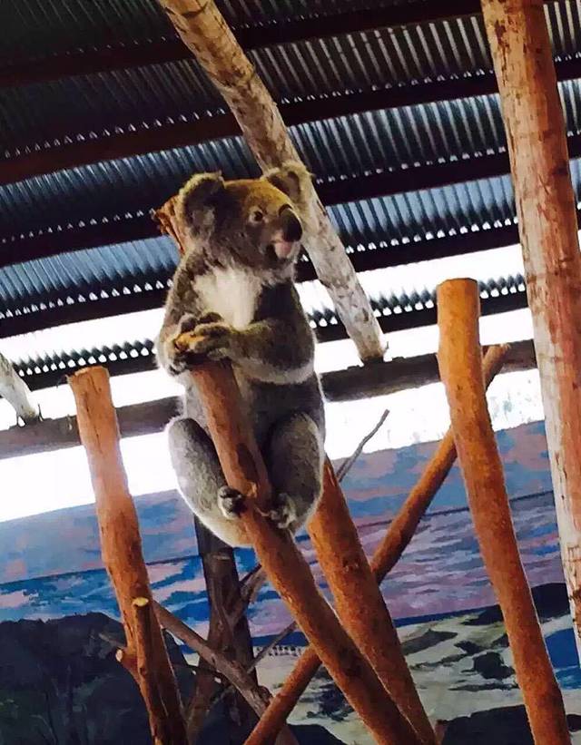 考拉公园保护区