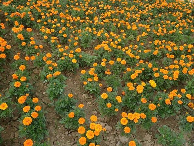 花卉园(华清南街)