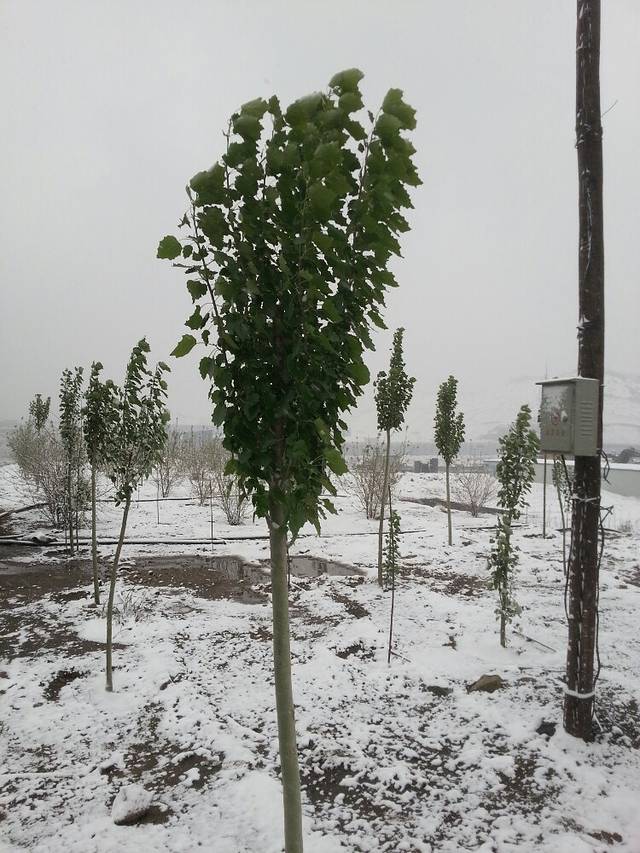 四合木自然保护区