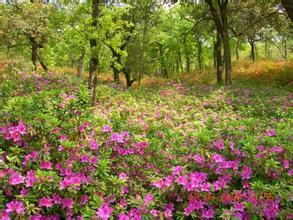 溪口杜鹃谷森林公园