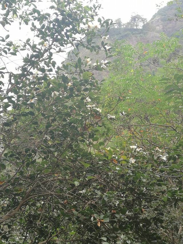 中雁荡山-凤凰山景区