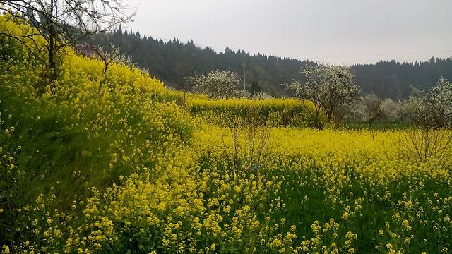 生态大坪(成都小丹巴)