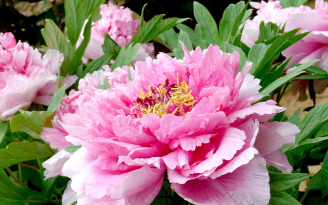 古县牡丹文化旅游区