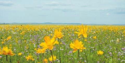 金莲川草原旅游度假区