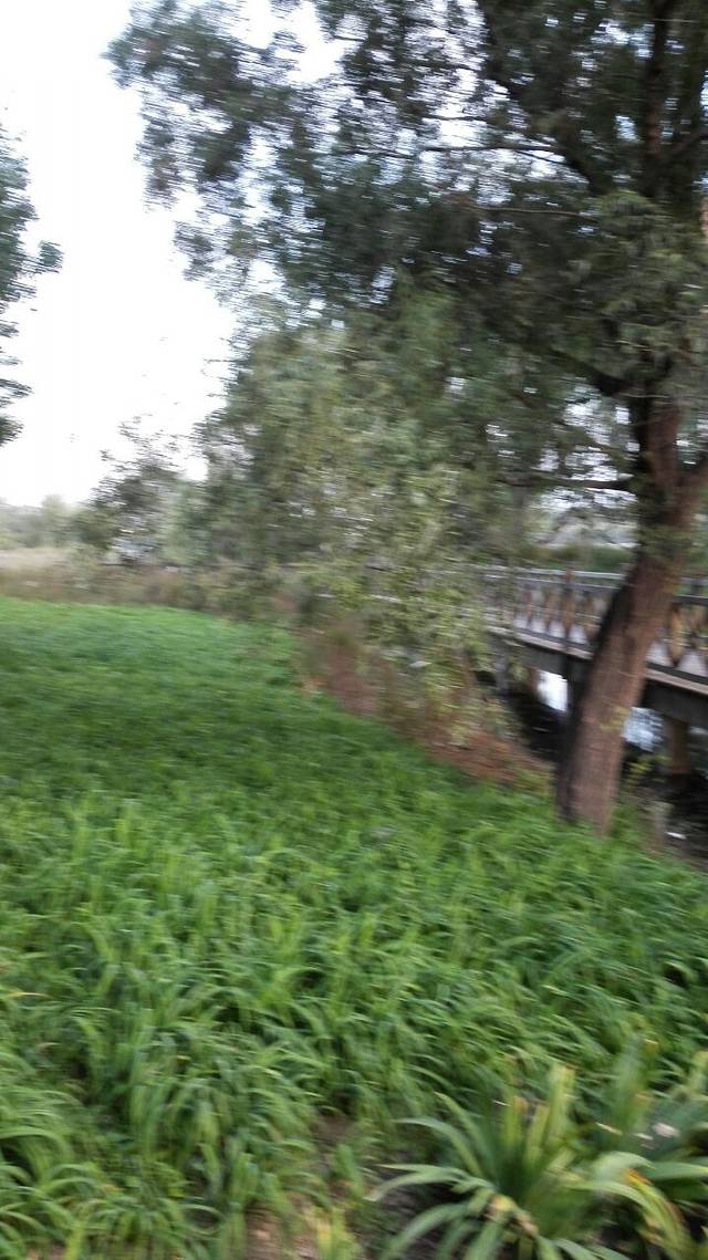 大运河森林公园-西园