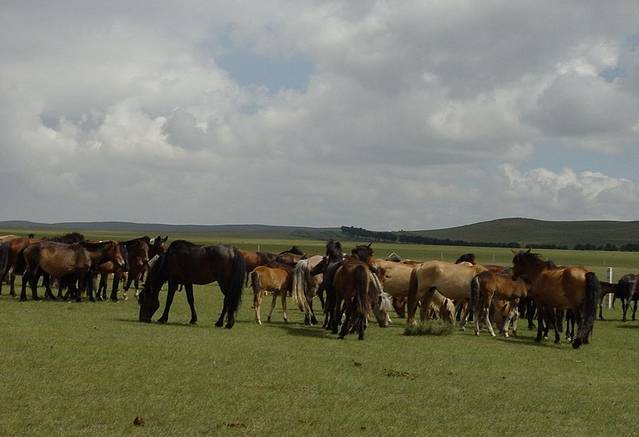 锡林郭勒赛马场