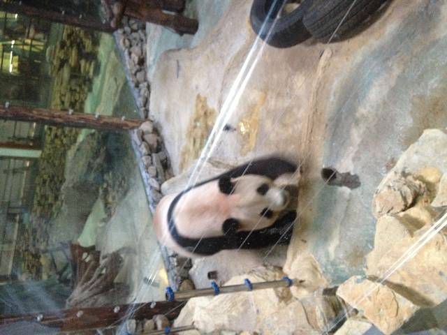 长屿硐天熊猫馆