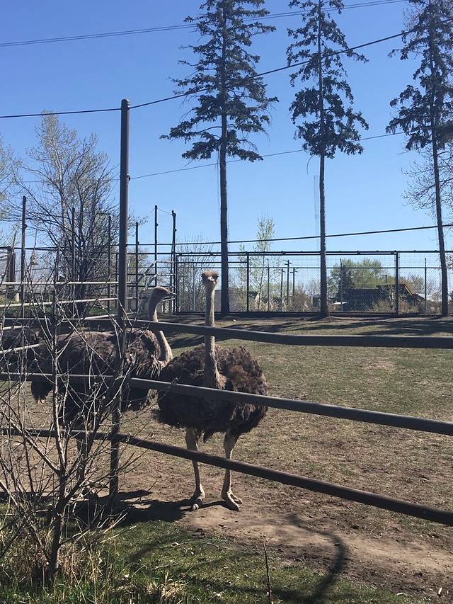 卡尔加里动物园