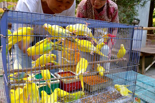 园圃街雀鸟花园