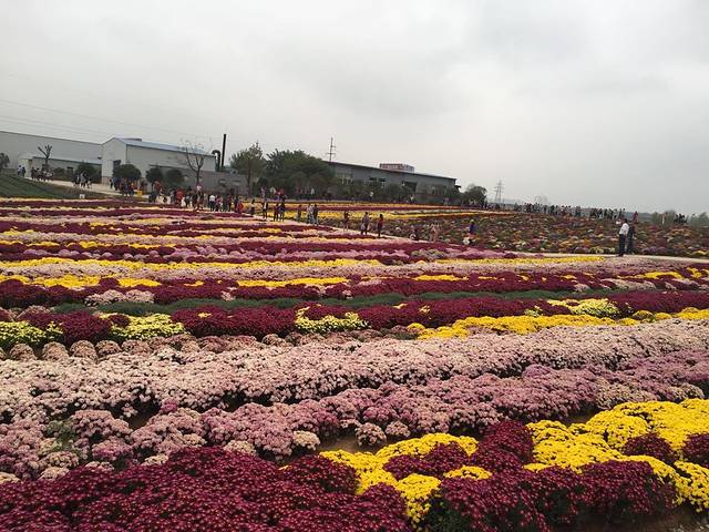菊花博览园