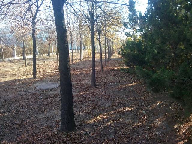 东营·森林乐园