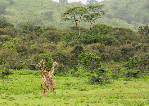 阿鲁沙旅游景点图片