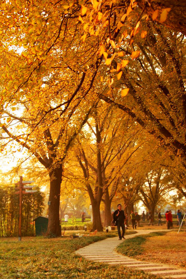 江苏泰兴市国家古银杏森林公园