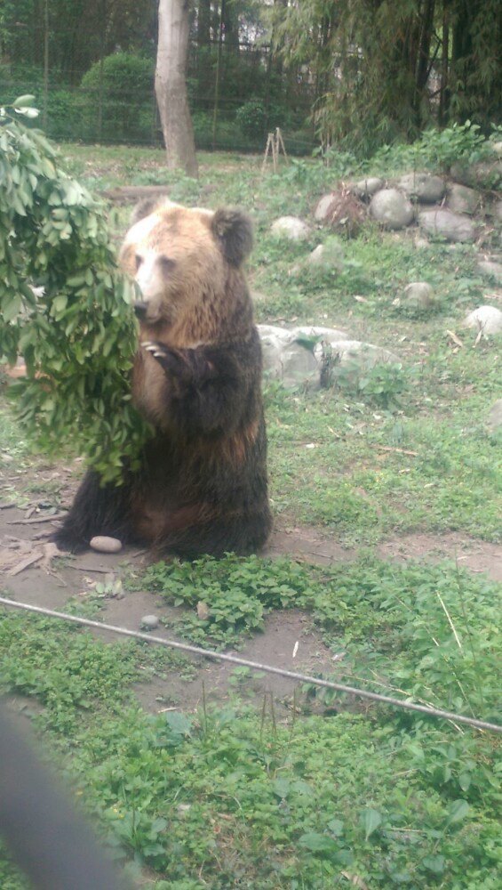 四川龙桥黑熊救护中心