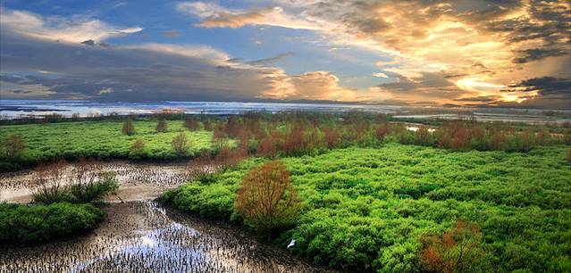 广东湛江红树林国家级自然保护区