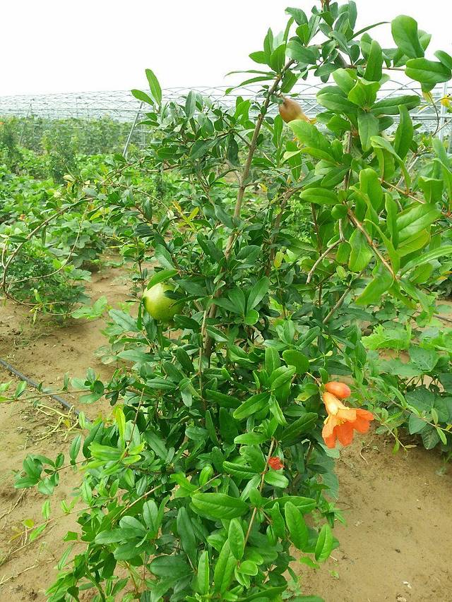 冀鲁豫边区革命根据地旧址纪念馆