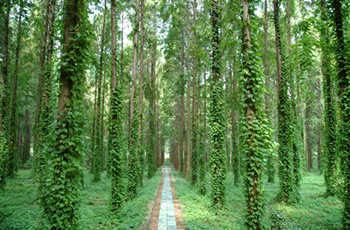 白鹿岛国际生态旅游区