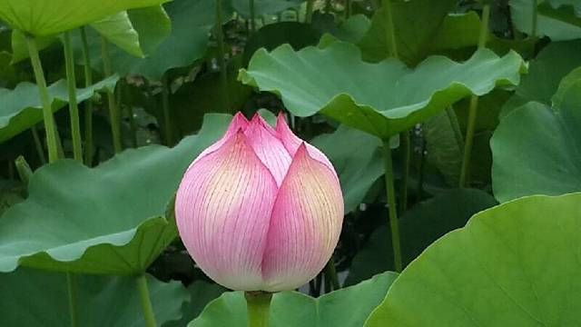 龙湖国家湿地公园