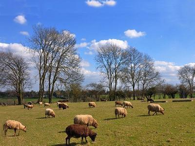 梅菲尔德薰衣草农场