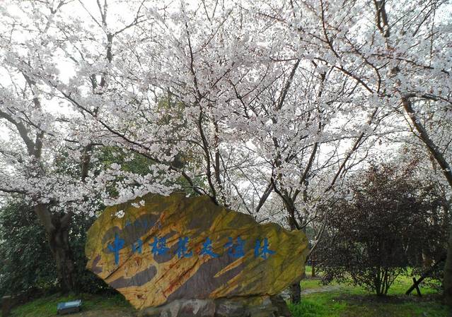 中日樱花友谊林